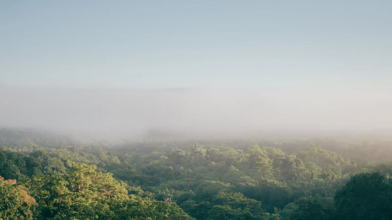 Morning mist over a dense tropical forest canopy